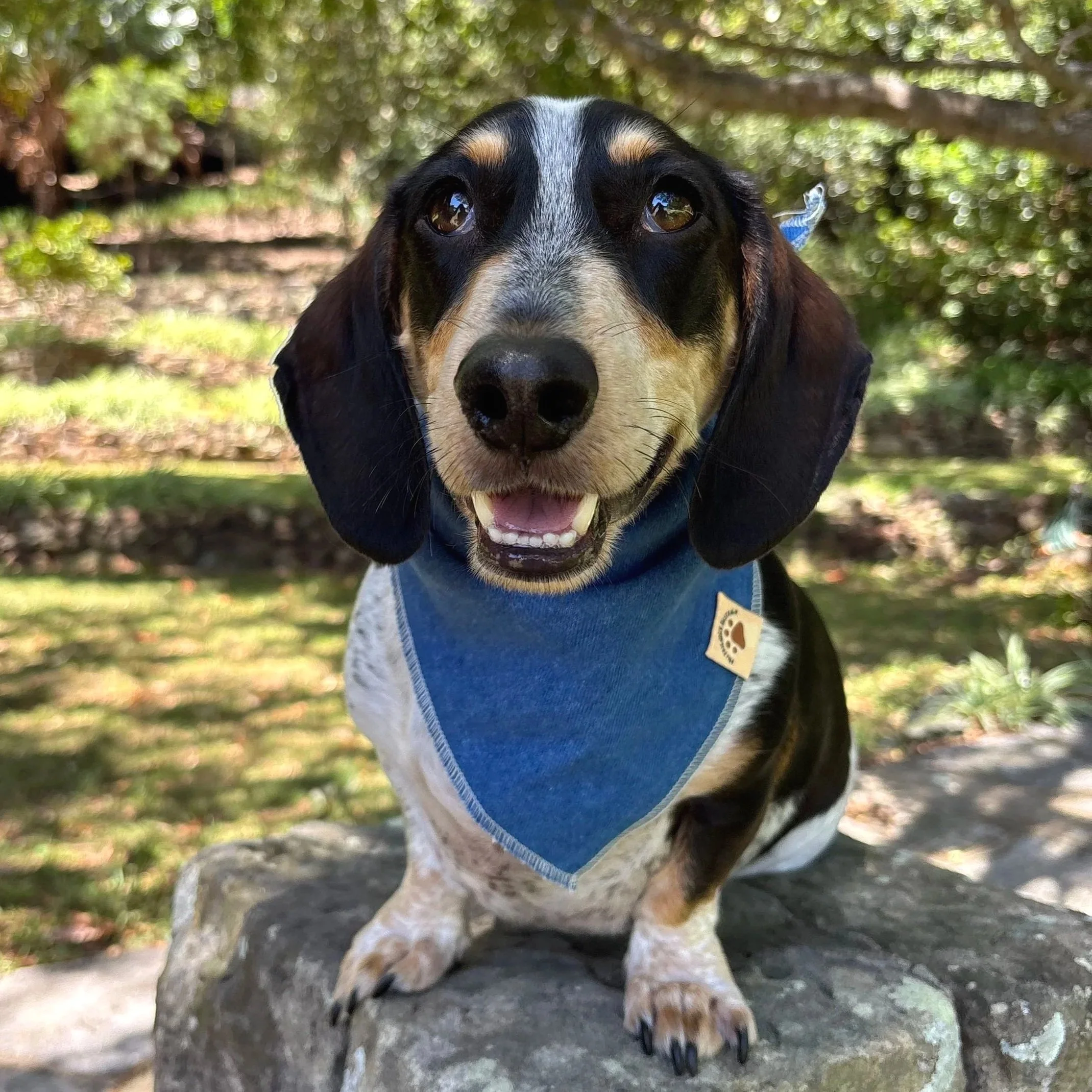 Blue Denim Dog Bandanna