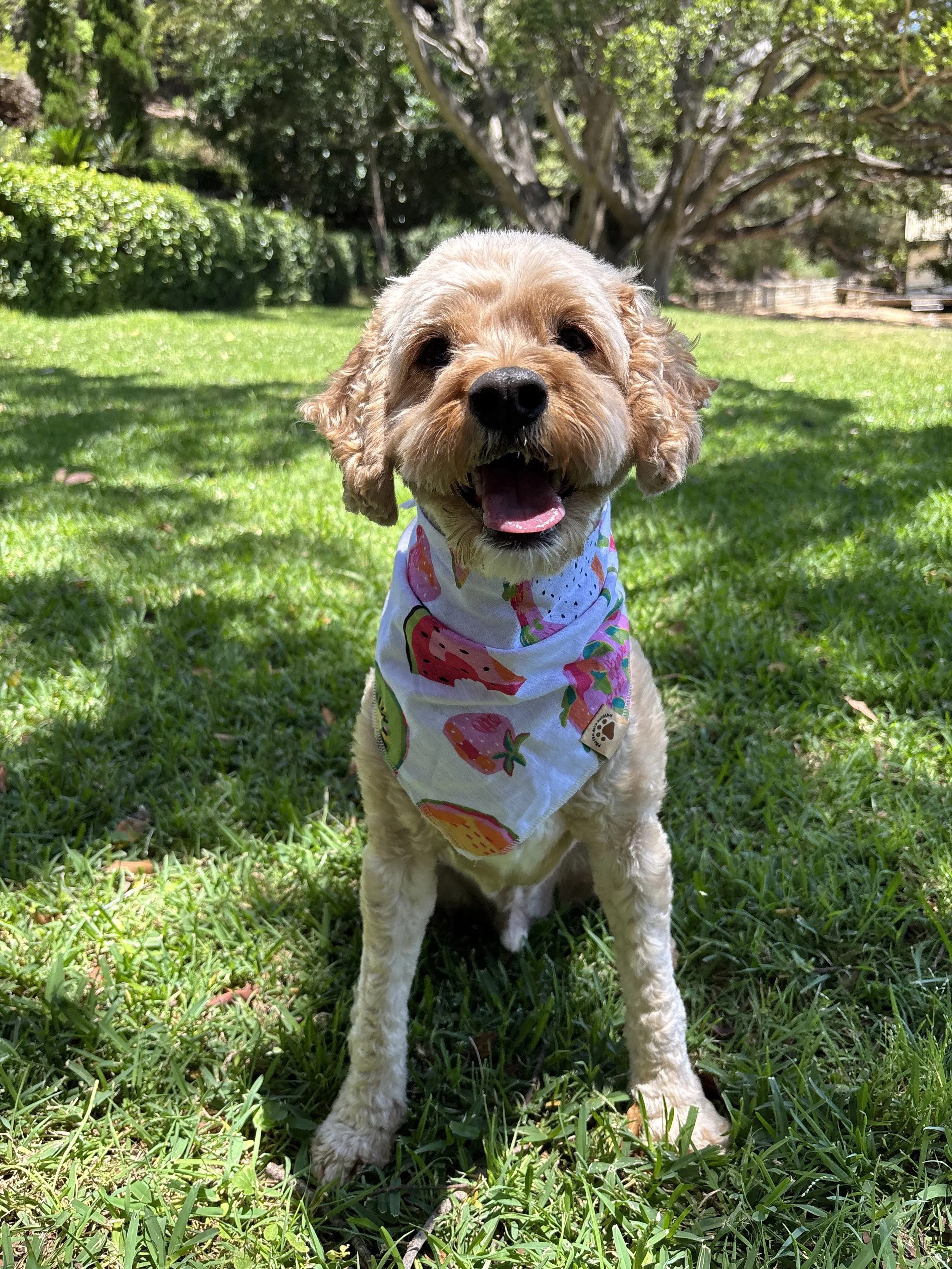 Fruit Salad Dog Bandanna