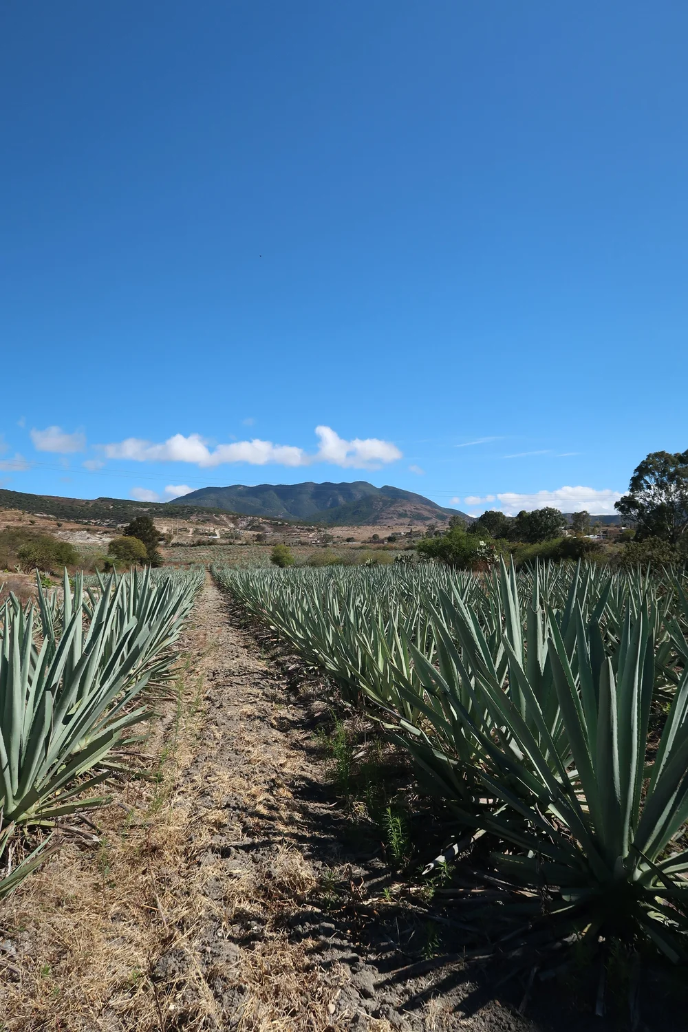 Agave Fields Oaxaca