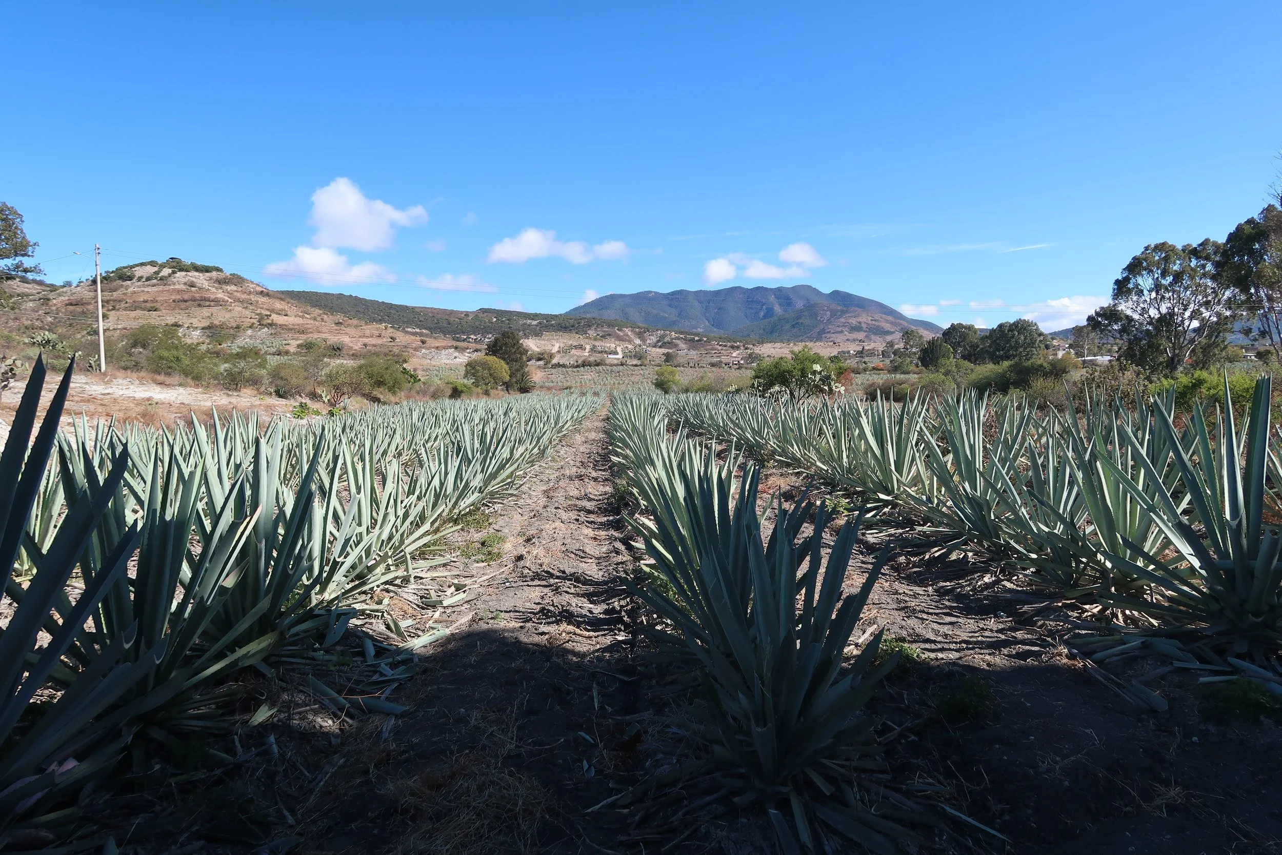 agave farm oaxaca