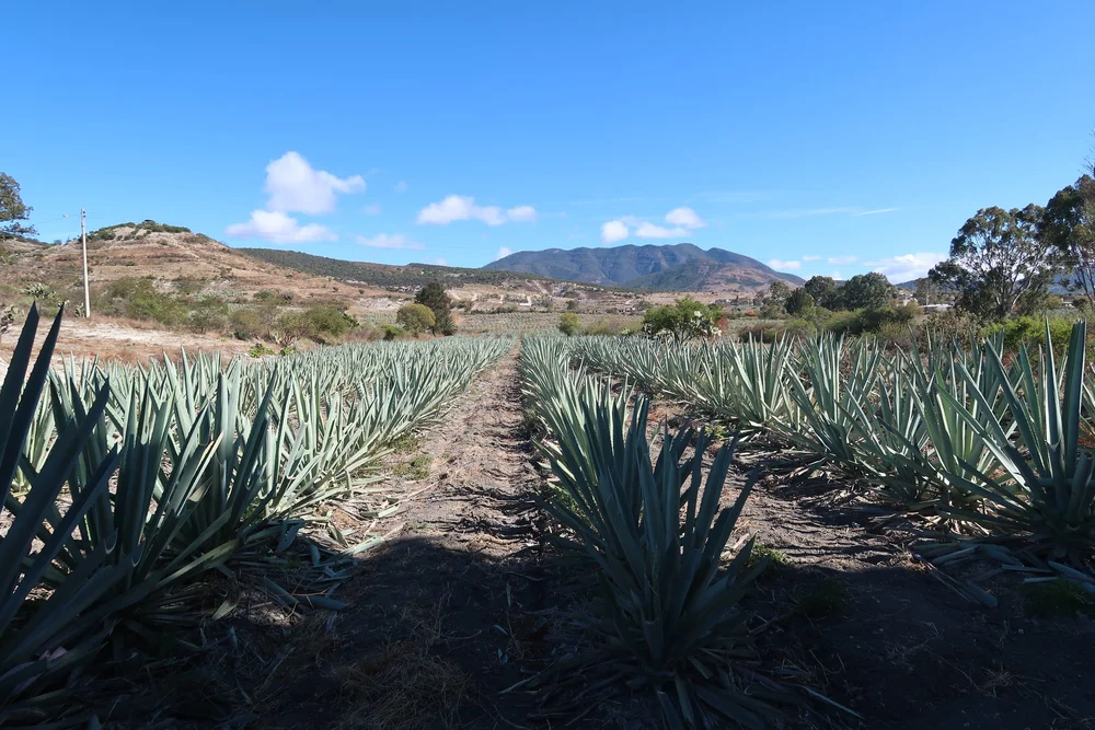 agave farm oaxaca