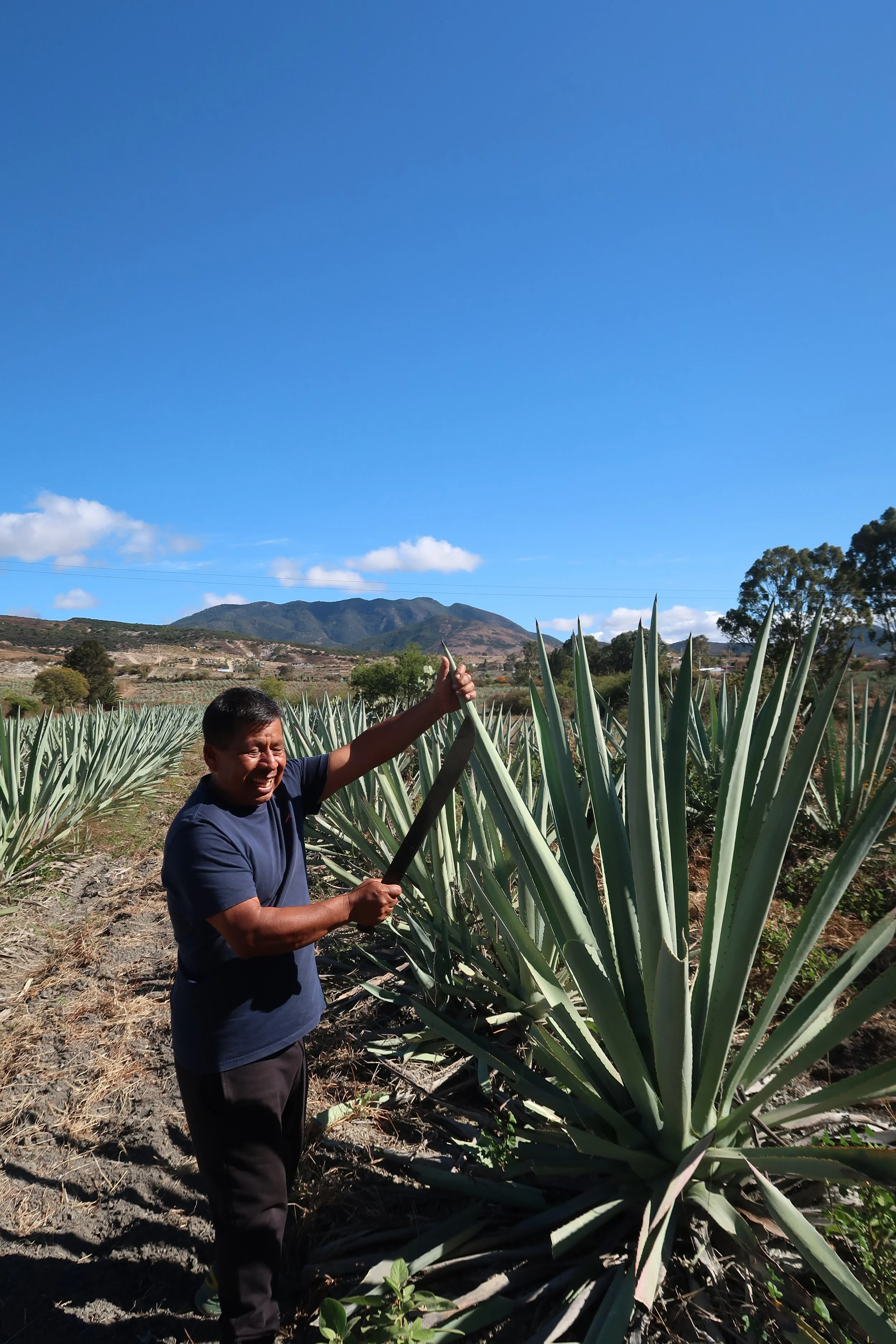 mezcal master agave