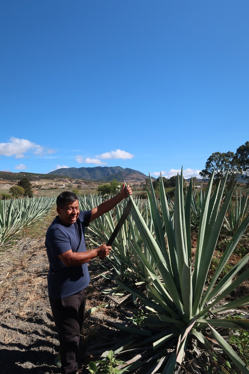 mezcal master agave
