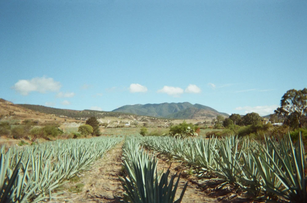 birthplace of mezcal