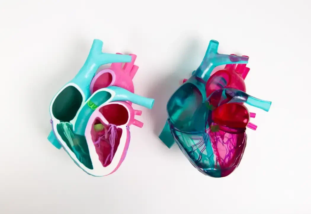 educational-scientific-medical-models-oIjm-full.webp