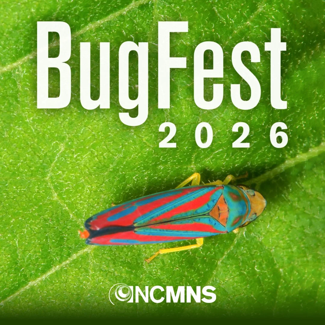 BugFest 2026