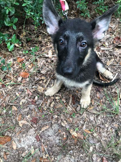 A young black and tan puppy with large ears sitting on the ground outdoors among leaves and green plants.