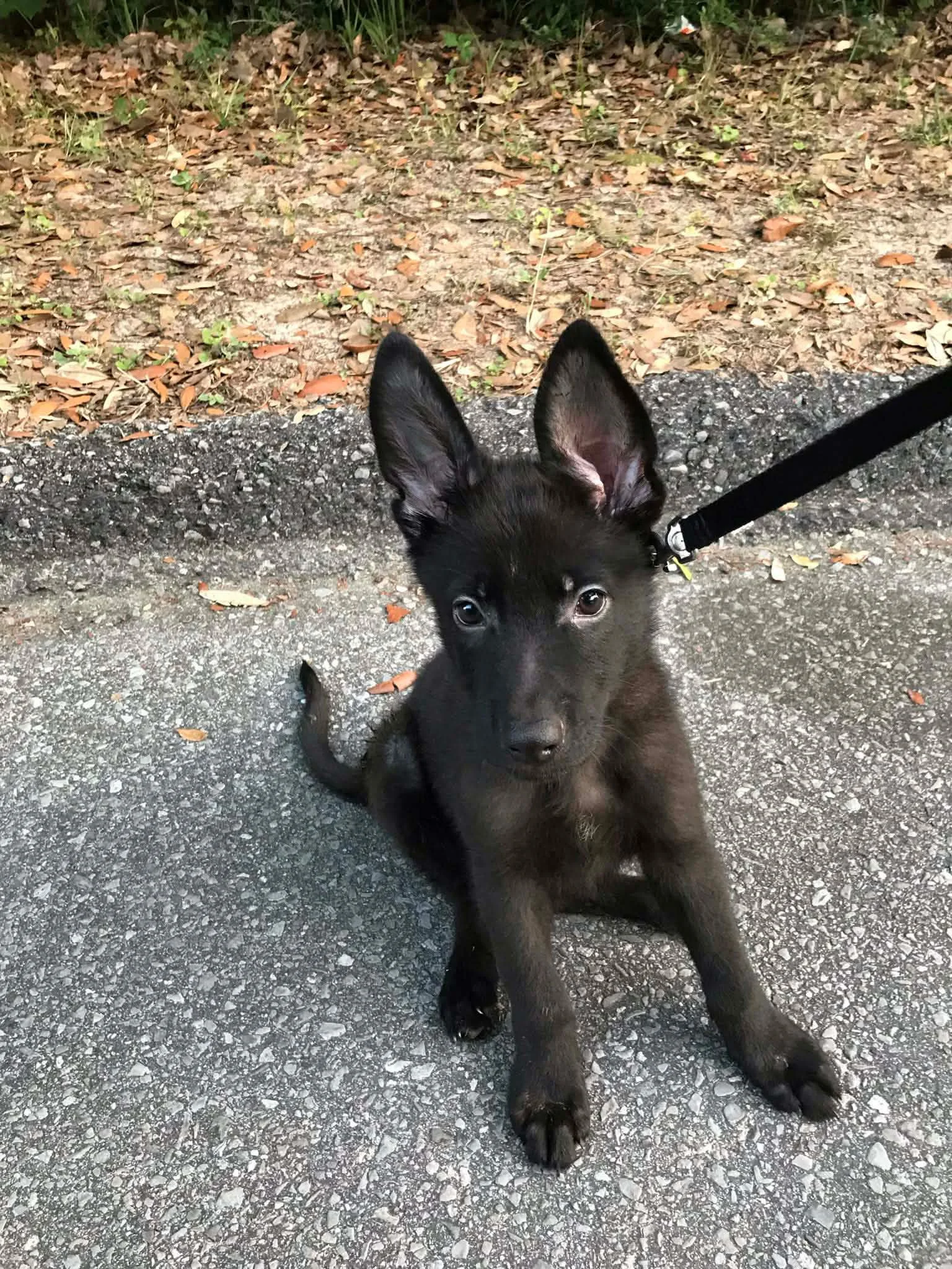 A young black puppy with large ears sitting on a paved surface with grass and fallen leaves in the background.