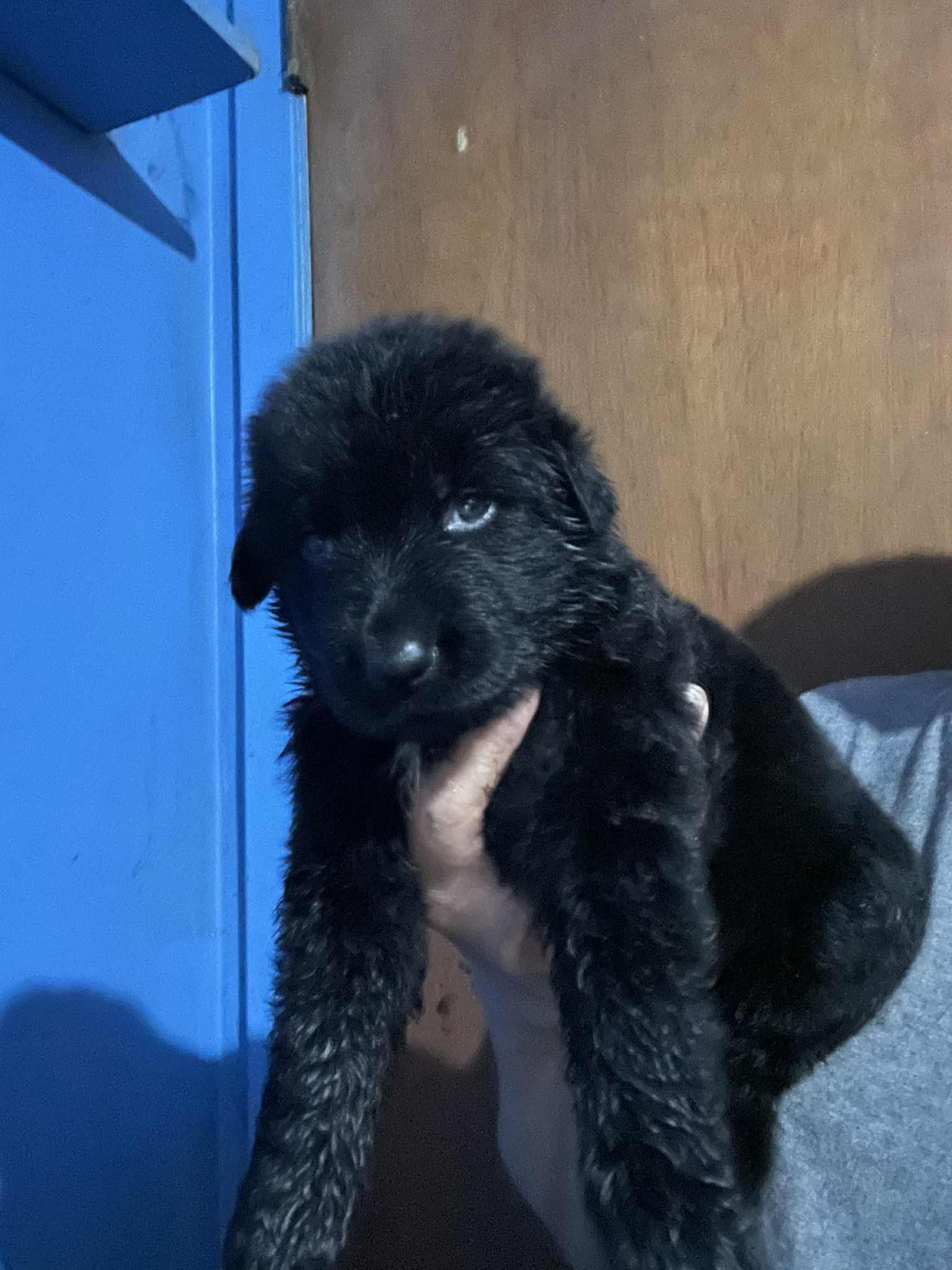 A person holding a small black puppy with tan markings on its legs, facing the camera with blue eyes, in front of a wooden door and a blue wall.