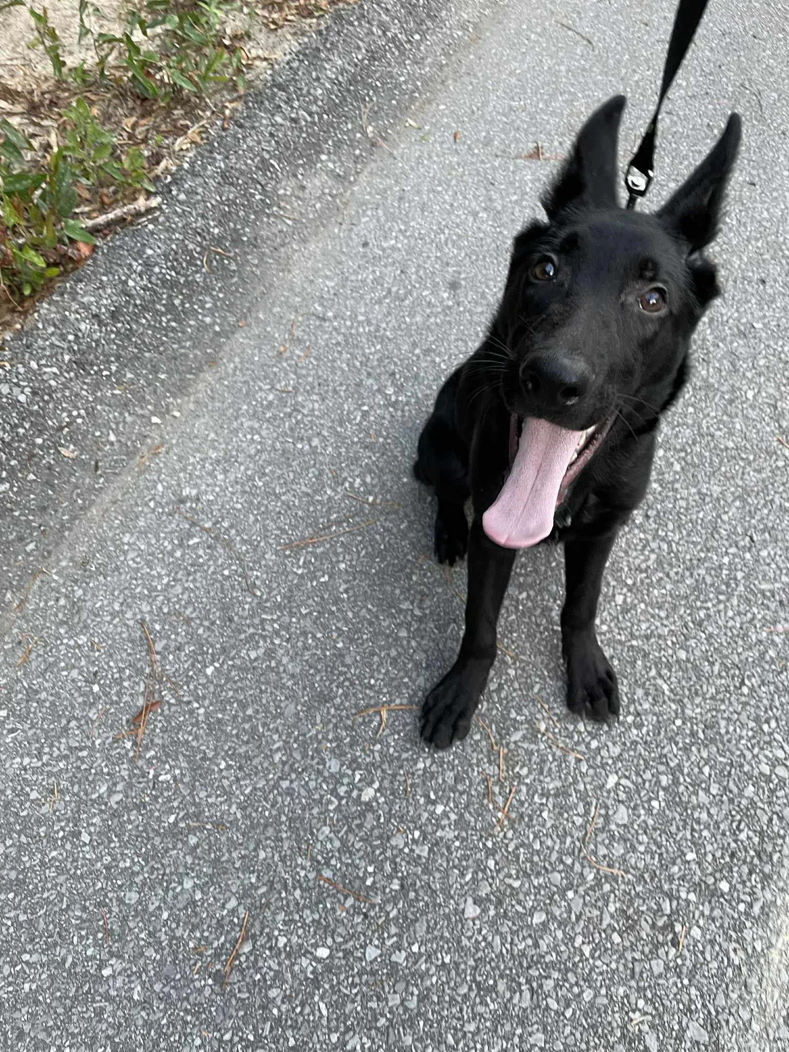A black dog with large ears sitting on a gravel path, panting with its tongue out.