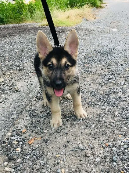 A young German Shepherd puppy with black and tan fur sitting on a gravel path with green foliage in the background.