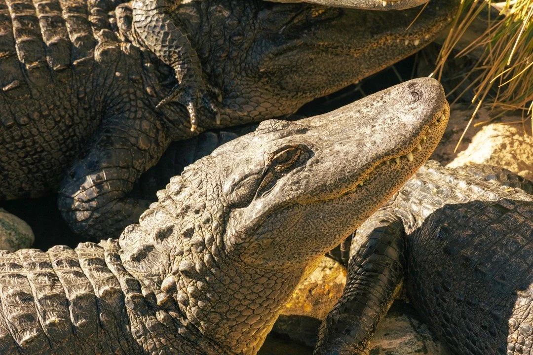 COLORADO GATOR FARM Pt. 5

@gatorvillefilm