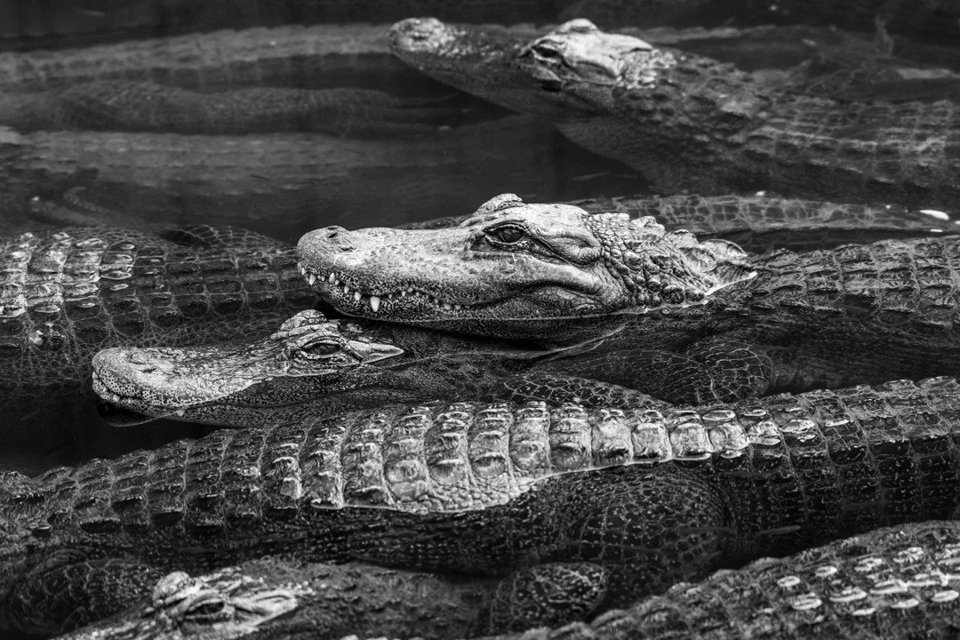 COLORADO GATOR FARM - Pt. 2

@gatorvillefilm