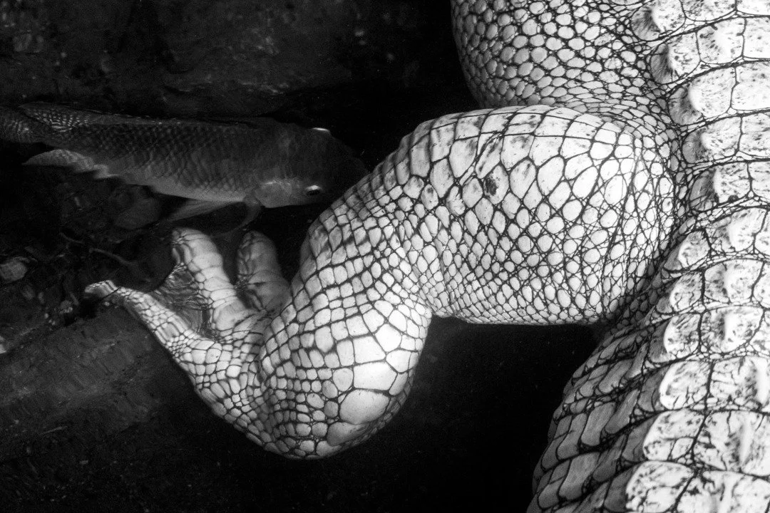 COLORADO GATOR FARM - Pt. 01

@gatorvillefilm