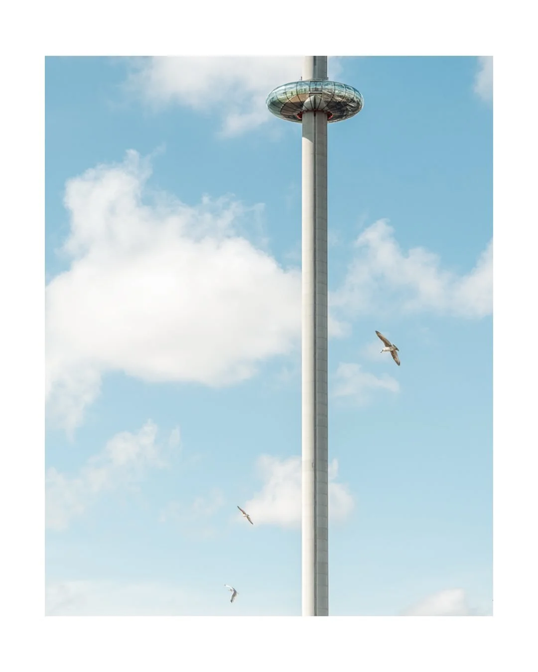 The national bird of Brighton 

#birdsofbrighton #birdlife