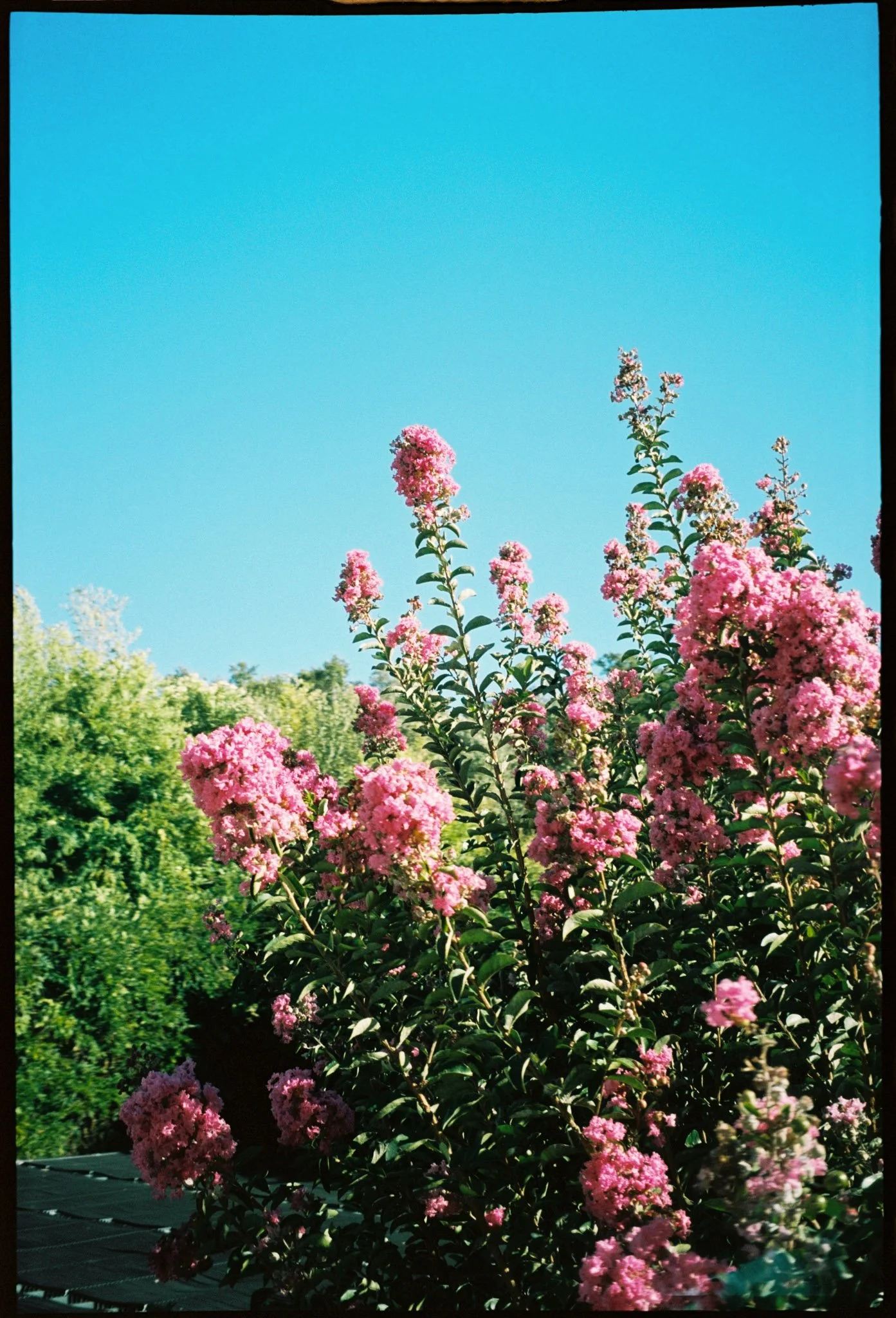 Quinta da Conceição Wedding Photographer - Analog 35mm Film-002.jpg