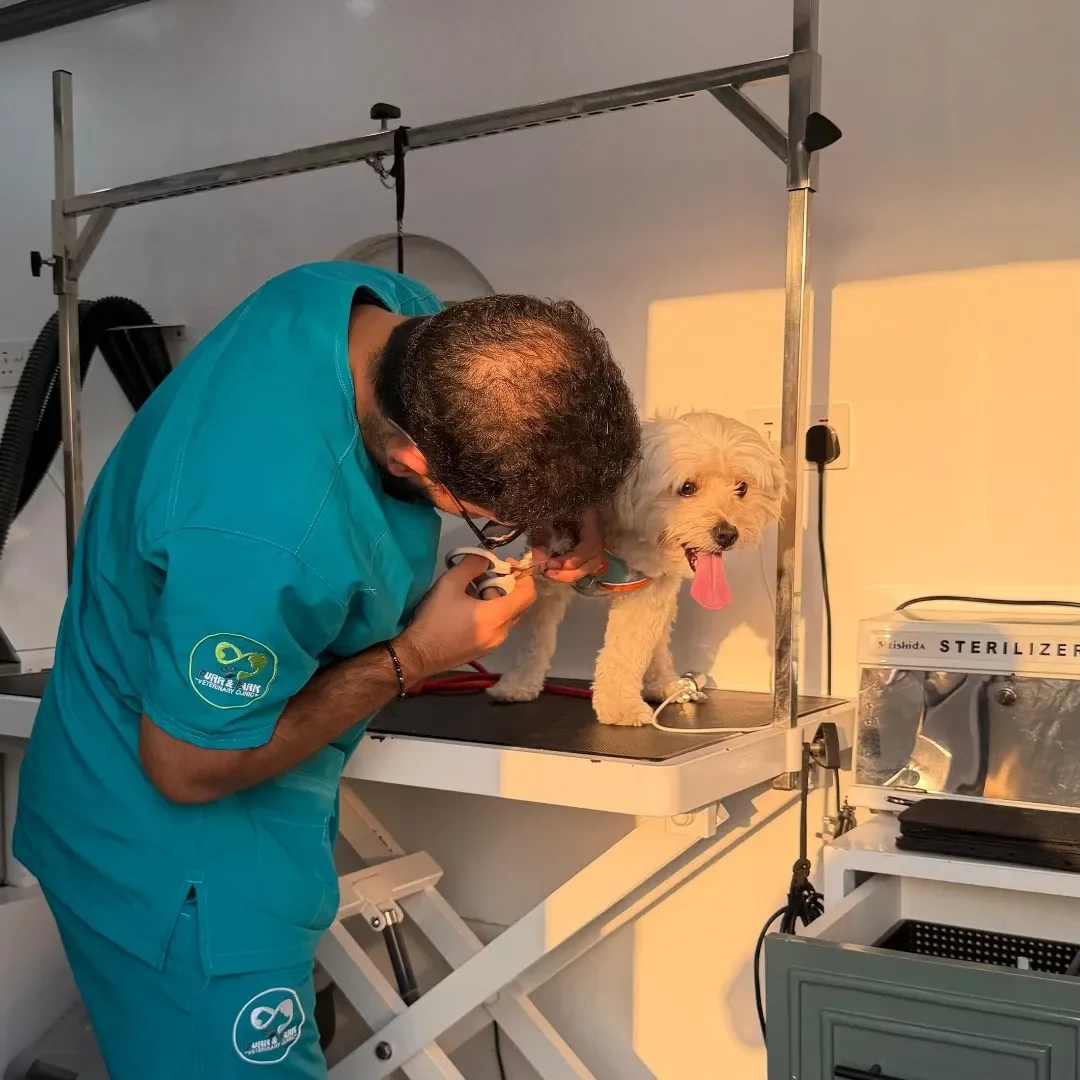 A veterinarian examines a small, fluffy dog on a grooming table at a veterinary clinic. The dog has light-colored fur, its tongue out, and appears relaxed.