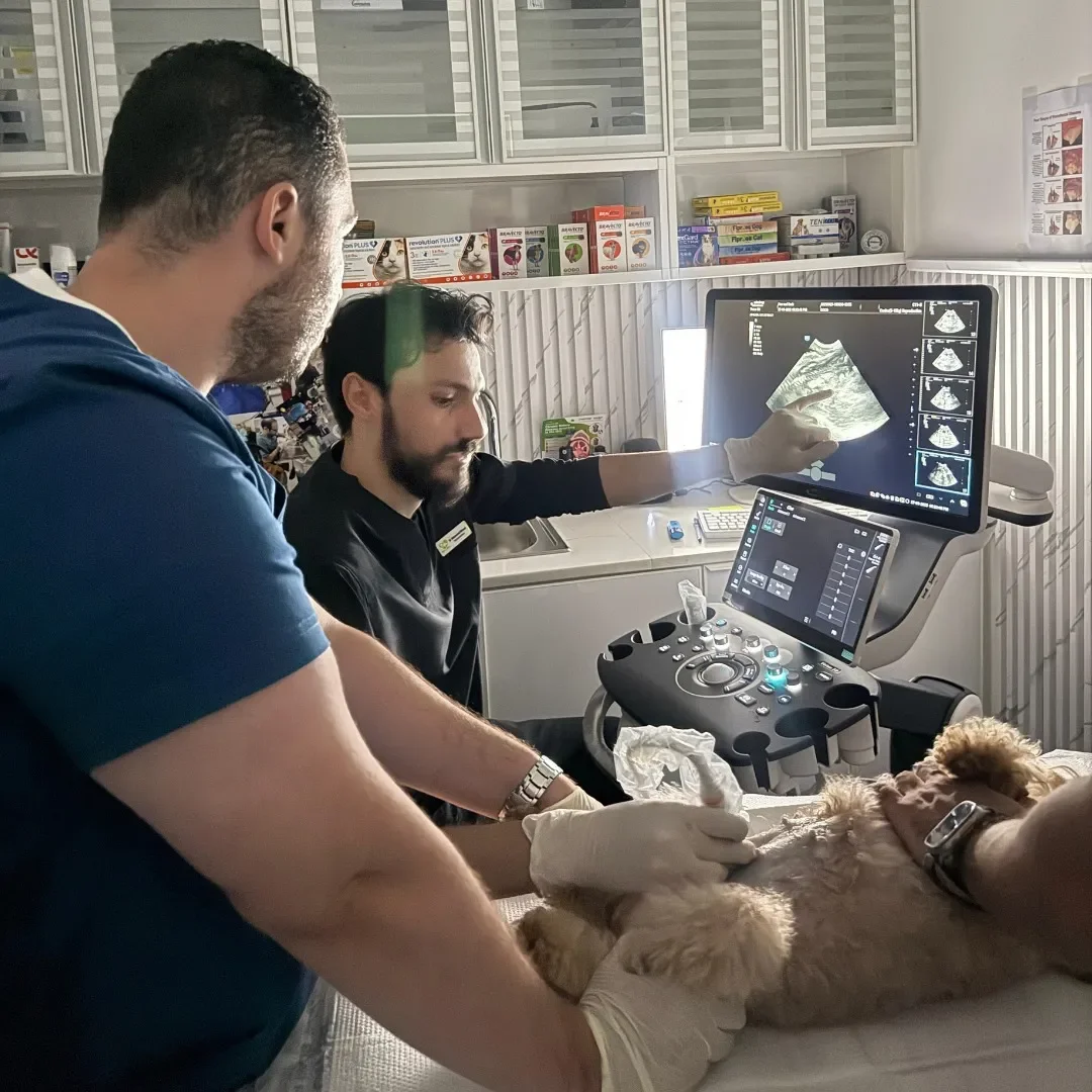 Veterinarian and assistant performing an ultrasound on a dog in a veterinary clinic.