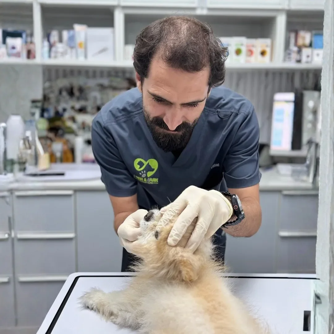 A veterinarian examining a relaxed puppy on an examination table in a veterinary clinic.