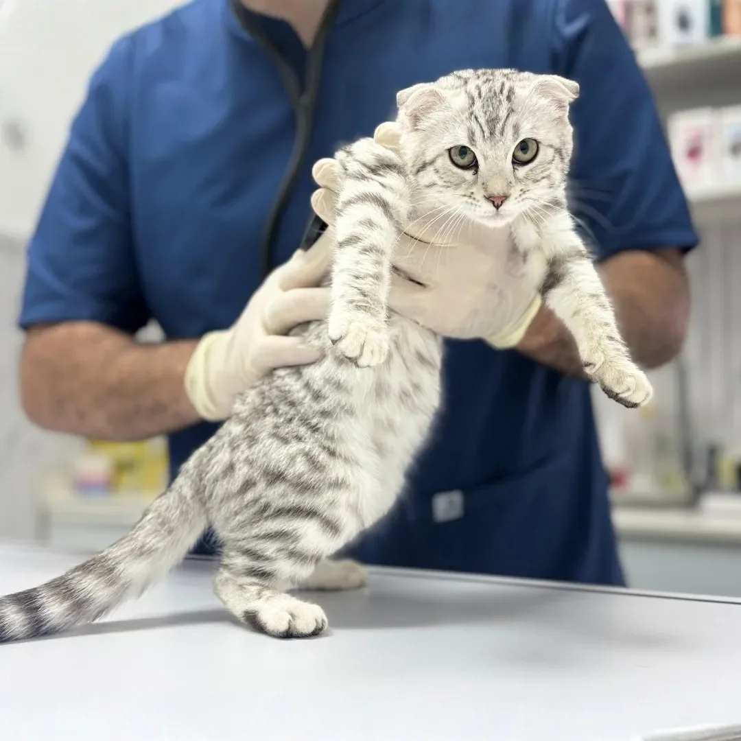 A veterinarian in a blue uniform and gloves holding a silver tabby kitten at a veterinary clinic.