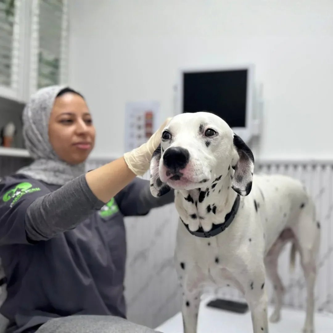 A veterinarian with a head covering and gloves examining a Dalmatian dog in a veterinary clinic.
