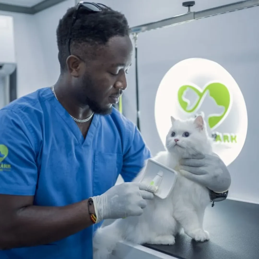 A veterinarian in blue scrubs and gloves holds a white cat while inspecting its paw with a tool in a veterinary clinic. The clinic has a logo featuring a stylized heart with a cat silhouette inside.
