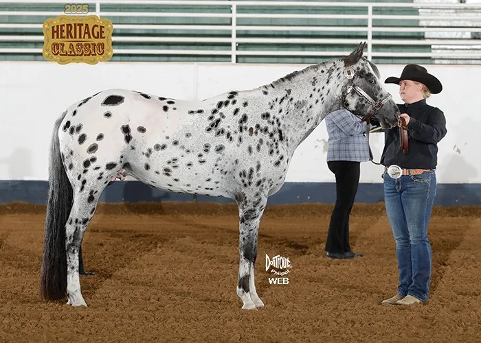 Heritage Classic Open Stallions Halter Reserve Grand Champion 