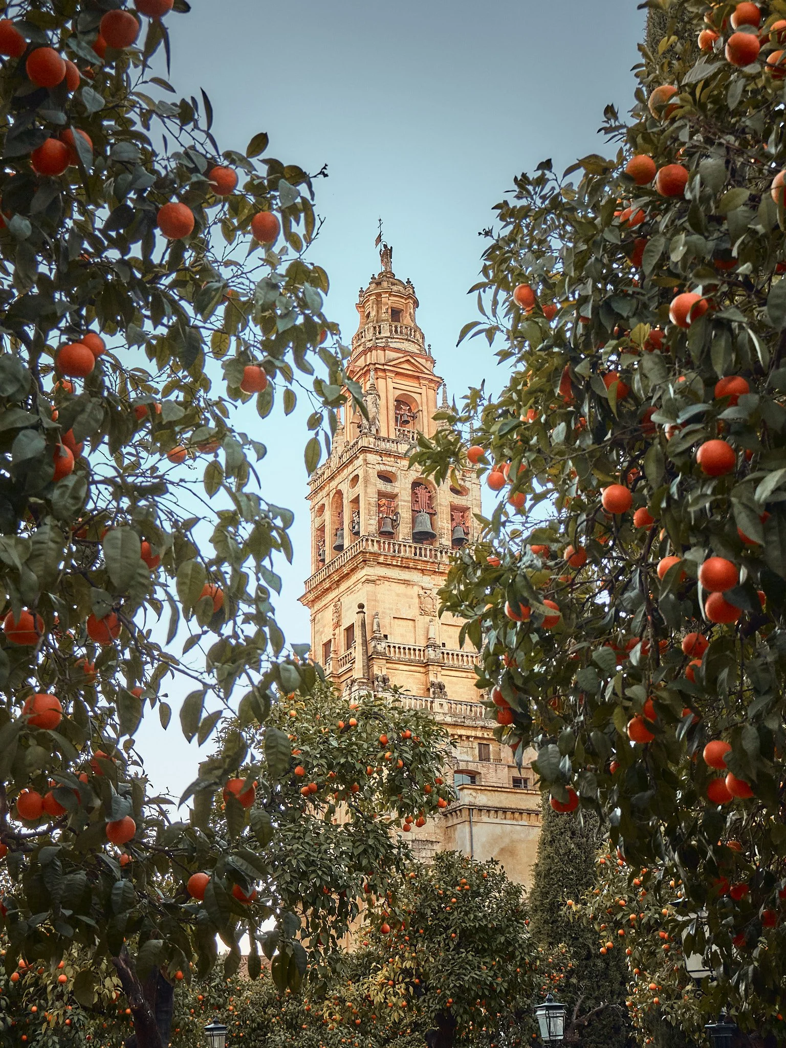 Vista de una torre de catedral vista entre árboles con naranjos en flor.