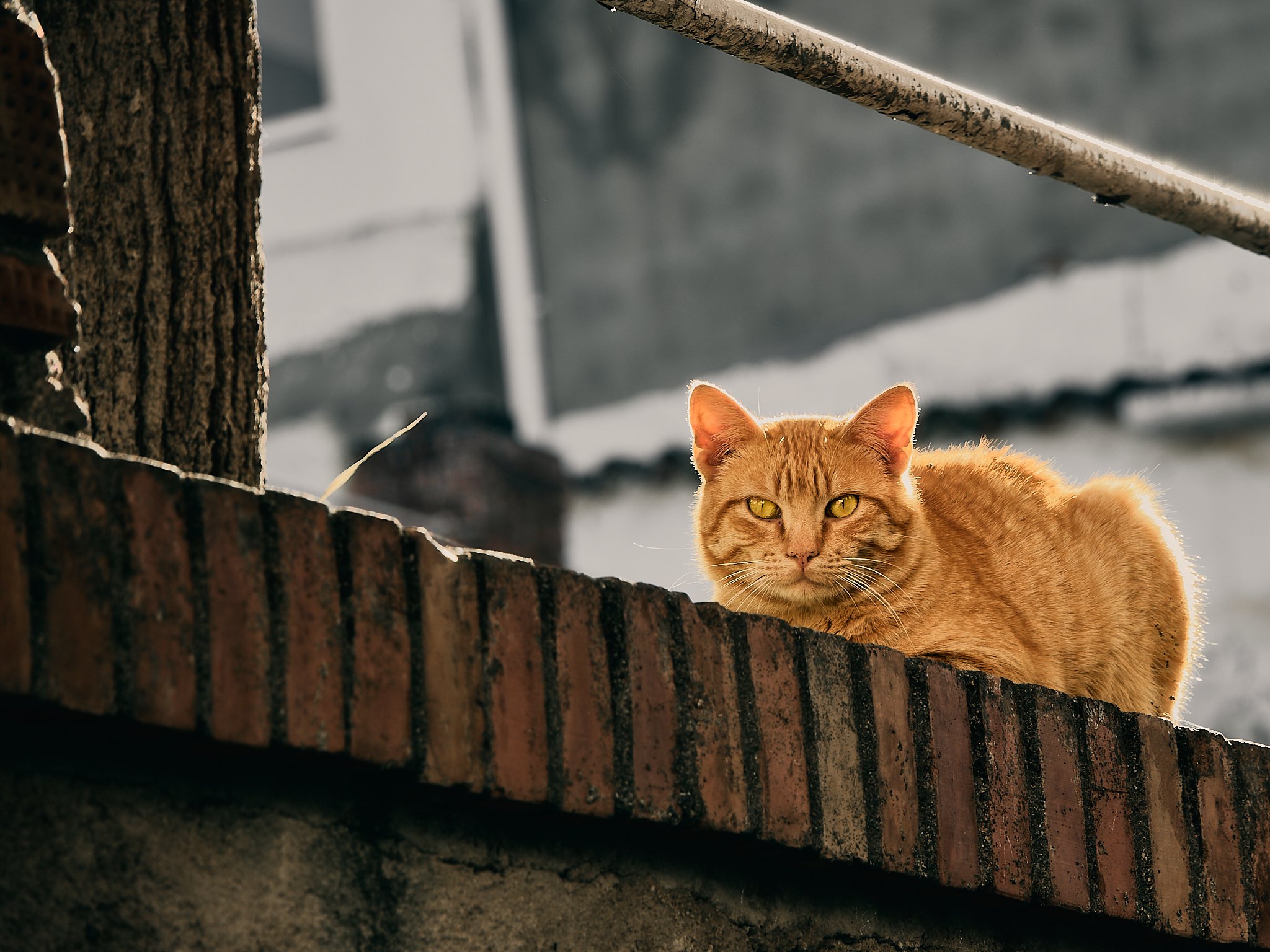 Un gato atigrado naranja descansando sobre una pared de ladrillos de color marrón oscuro en un entorno exterior.