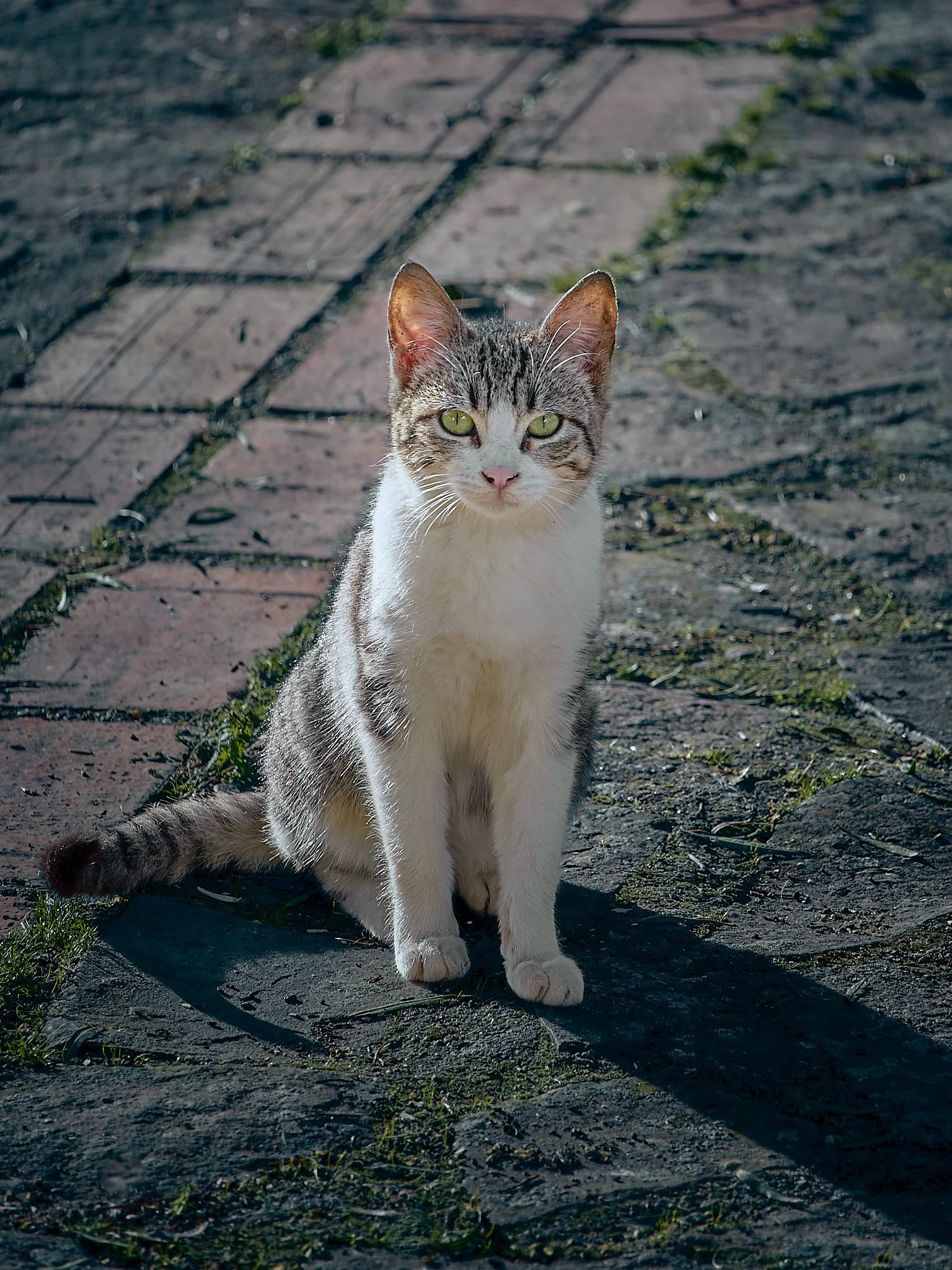 Gato sentado en un camino de piedra, mirando hacia la cámara.