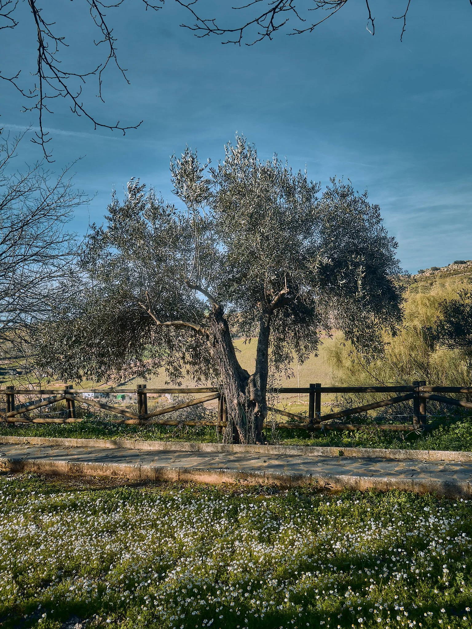 Árbol grande con ramas y hojas en un parque, rodeado por una cerca de madera, con césped y flores pequeñas en primer plano, bajo un cielo azul con algunas nubes.