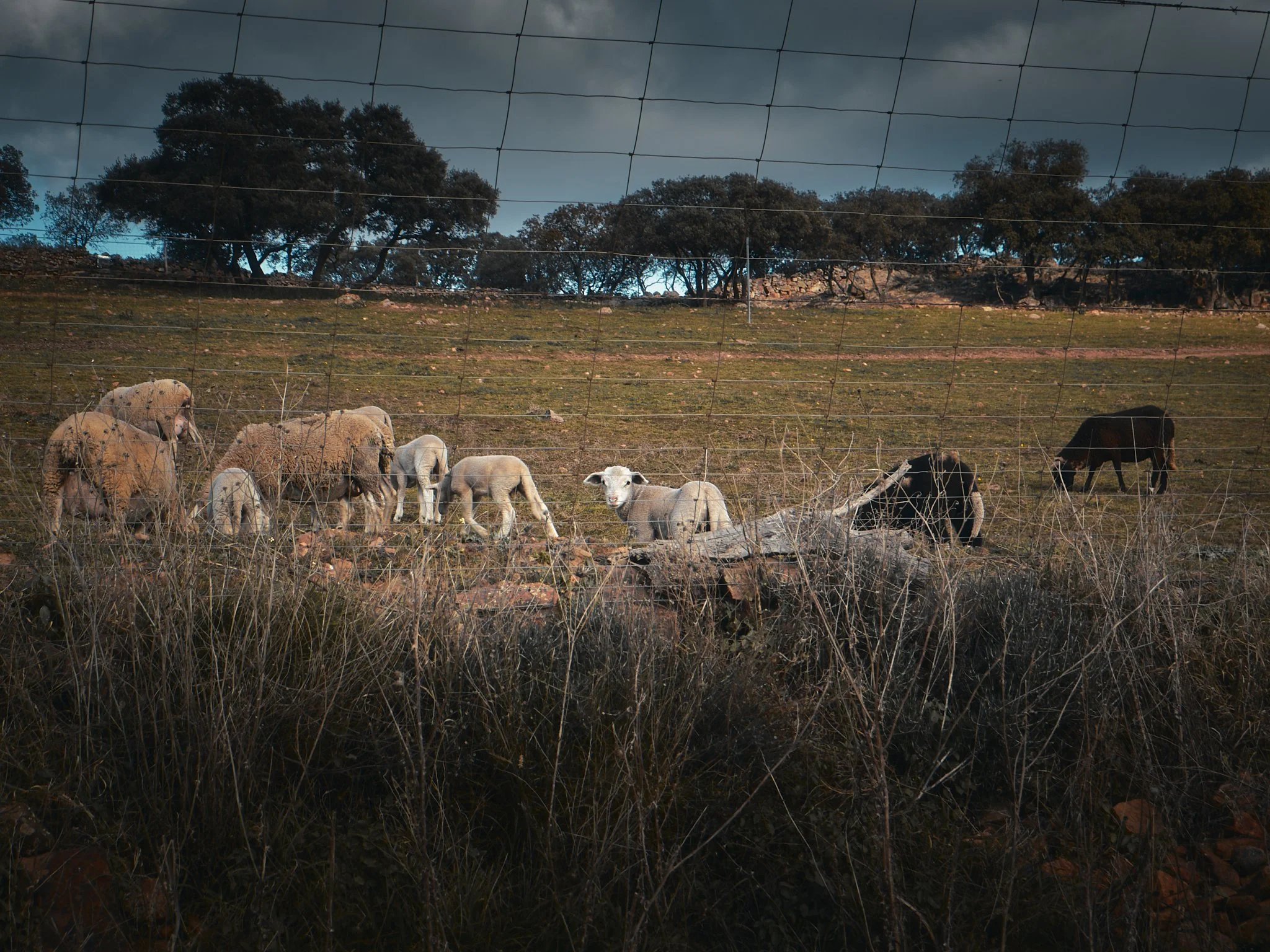 Ovejas y cabras pastando en un campo cercado, con árboles al fondo y cielo nublado.