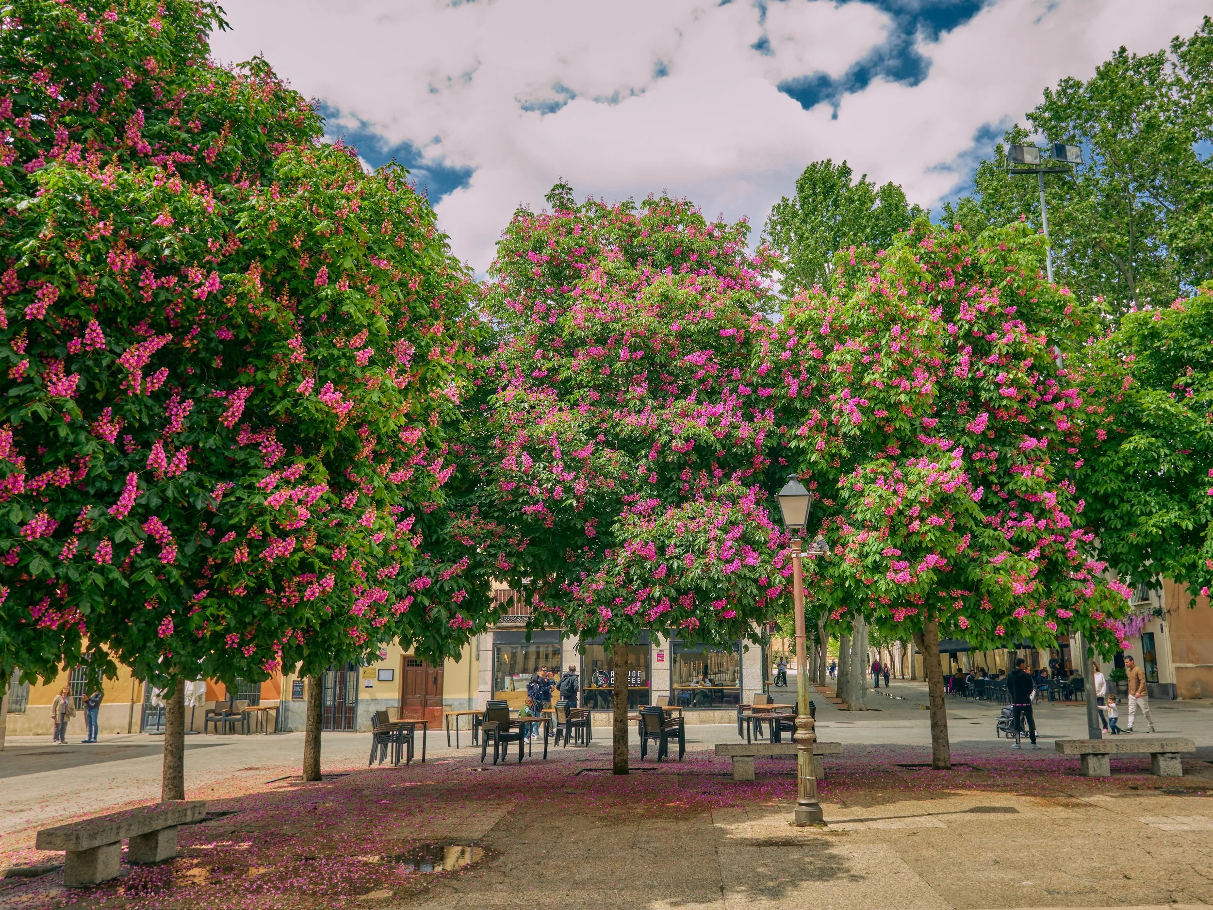 Árboles con flores rosadas en una plaza urbana con bancos, farolas y personas.