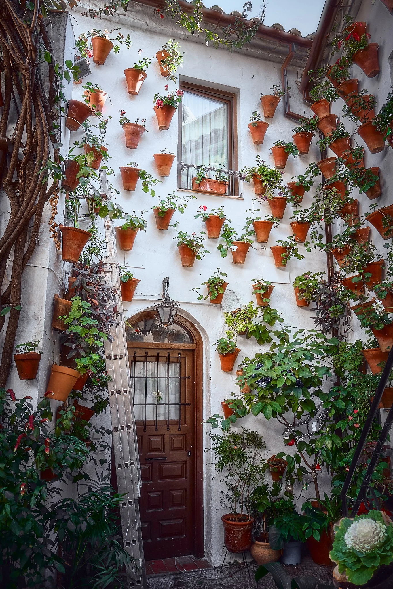 Puerta de madera en una casa con pared blanca adornada con muchas macetas de terracota con plantas.