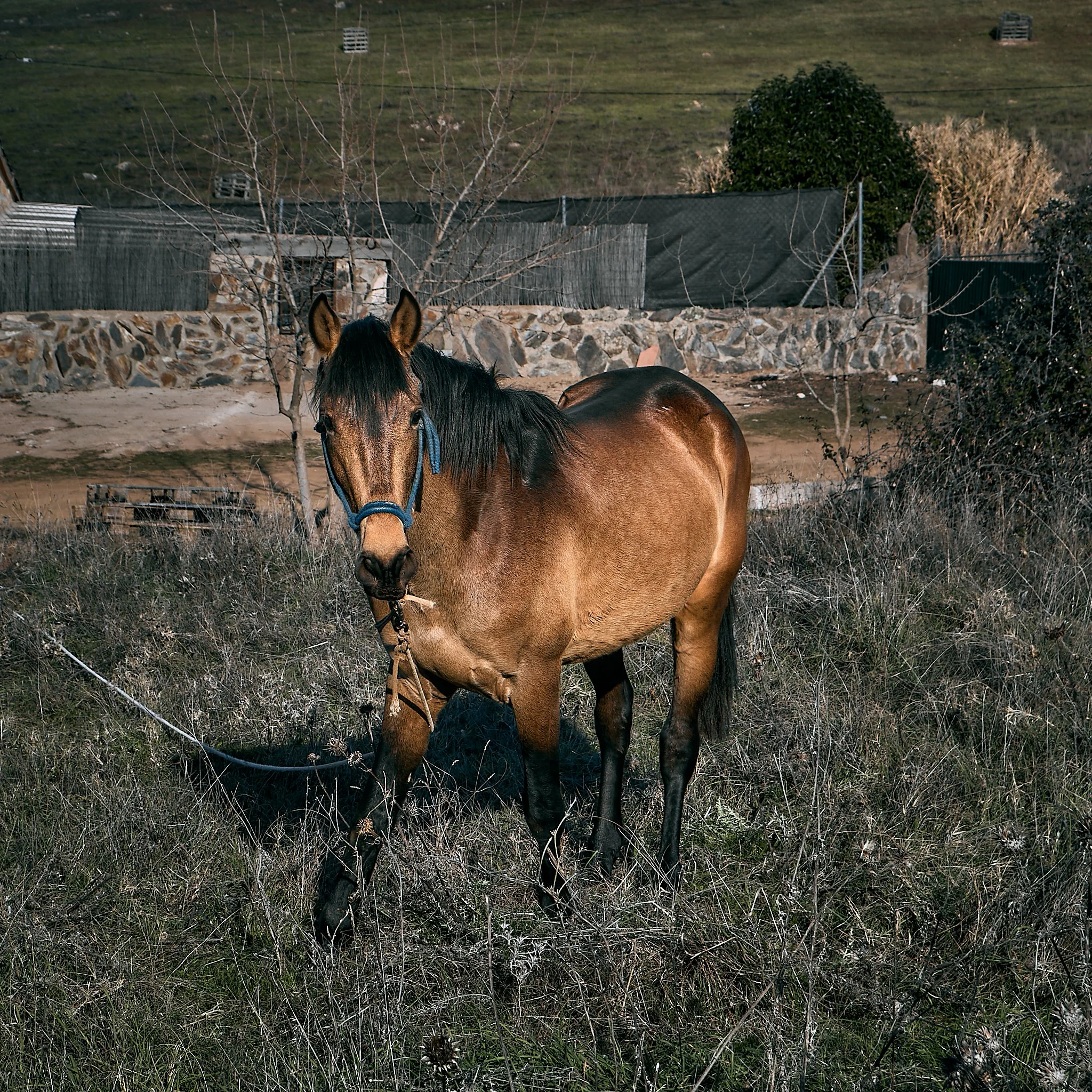 Caballo de color marrón con crin negra en un campo con vegetación seca, cadenas y árboles sin hojas.