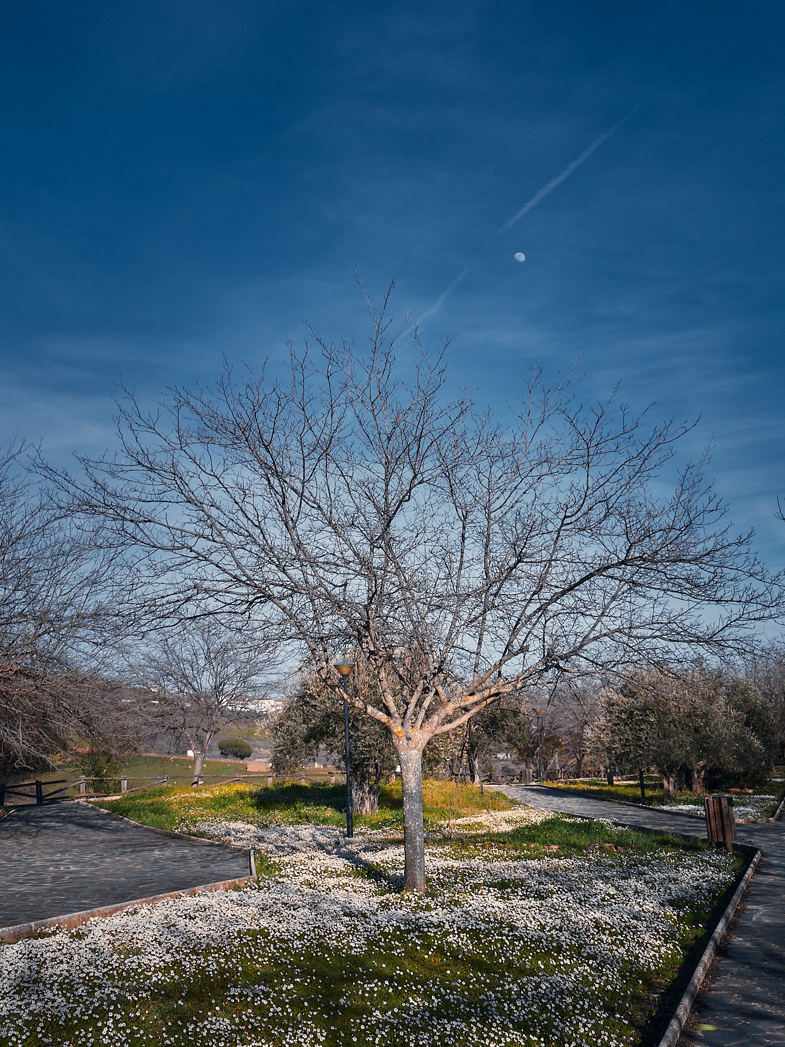 Árbol sin hojas en un parque, cerca del atardecer, con el cielo azul y la luna visible, rodeado de flores blancas en el césped y senderos de piedra.