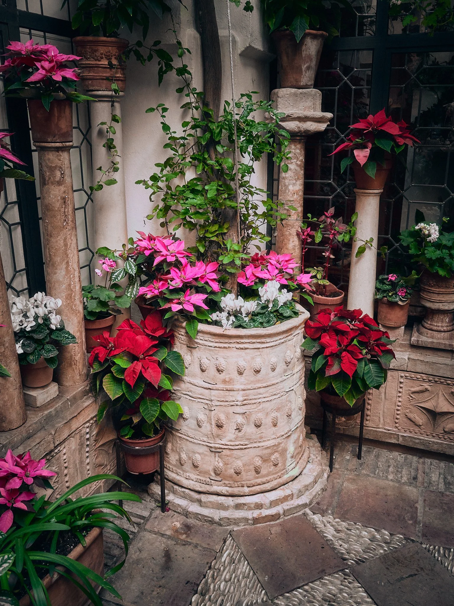 Jardín con flores navideñas en macetas de terracota y piedra, decorado con columnas de piedra, y plantas trepadoras en un espacio cerrado.