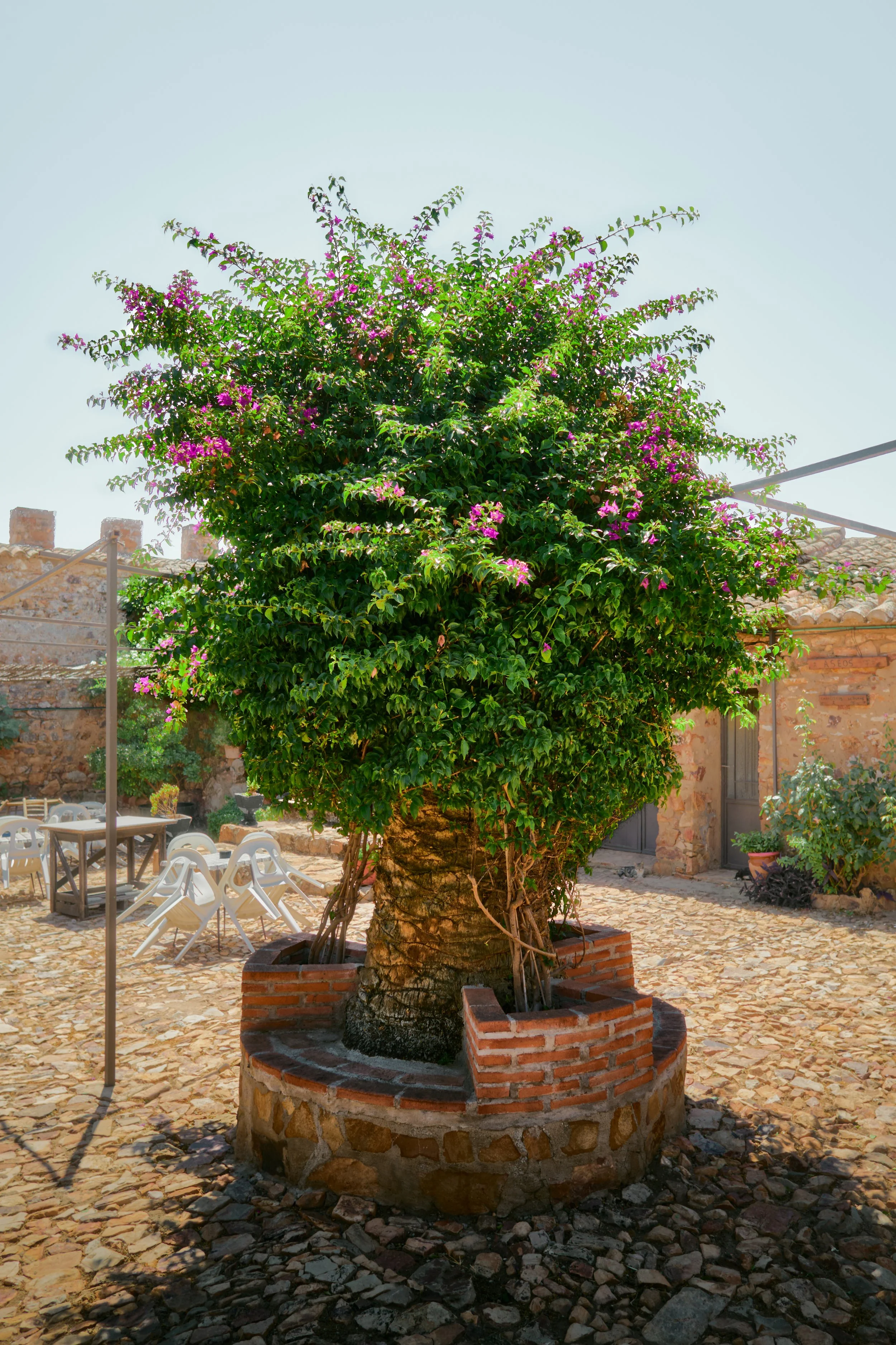 Árbol con ramas cubiertas de flores rosadas en una plaza con suelo de piedras y muebles blancos en el fondo, rodeado por un marco de ladrillos de color naranja.