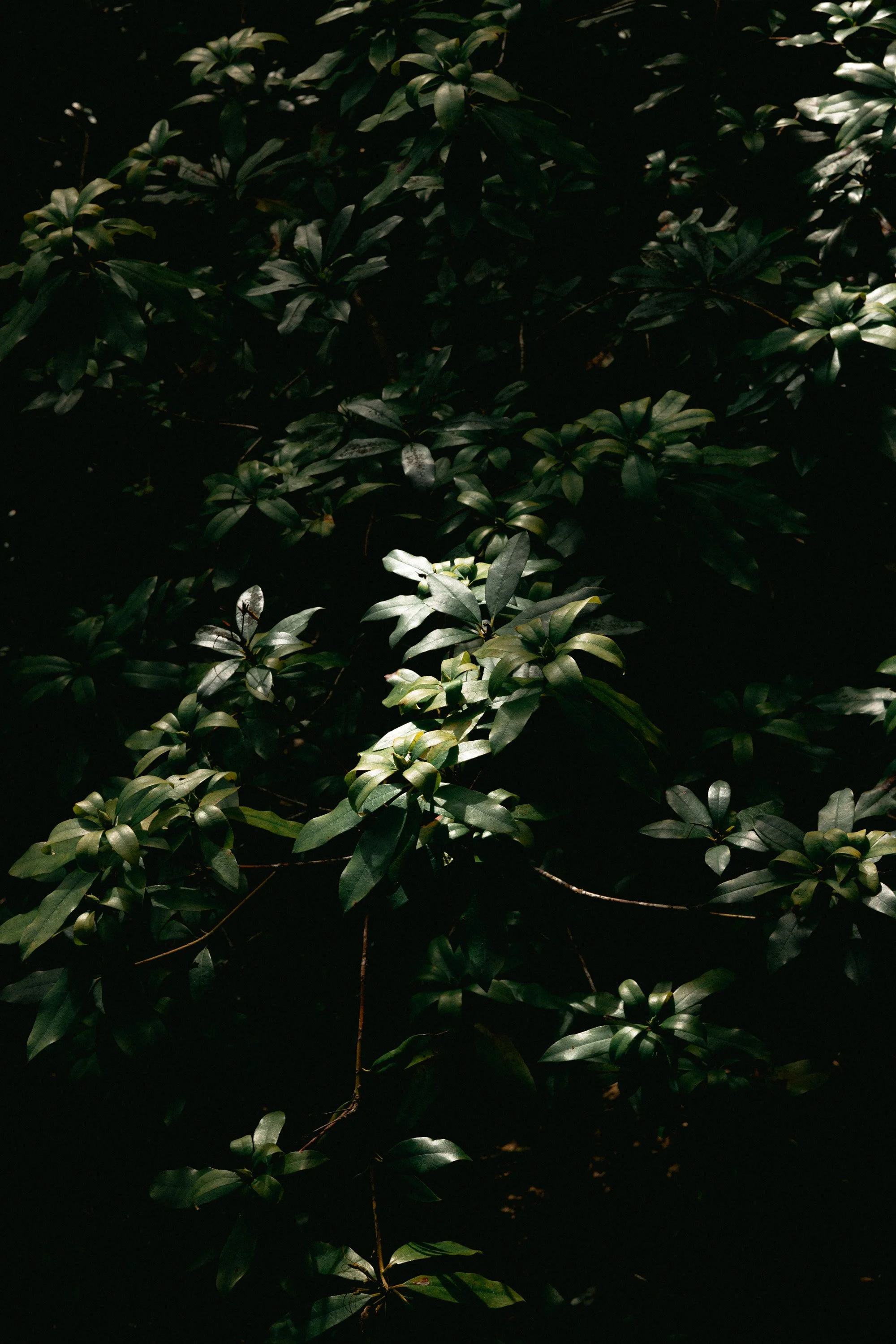 Tyninghame_EDIT2-16.jpg
