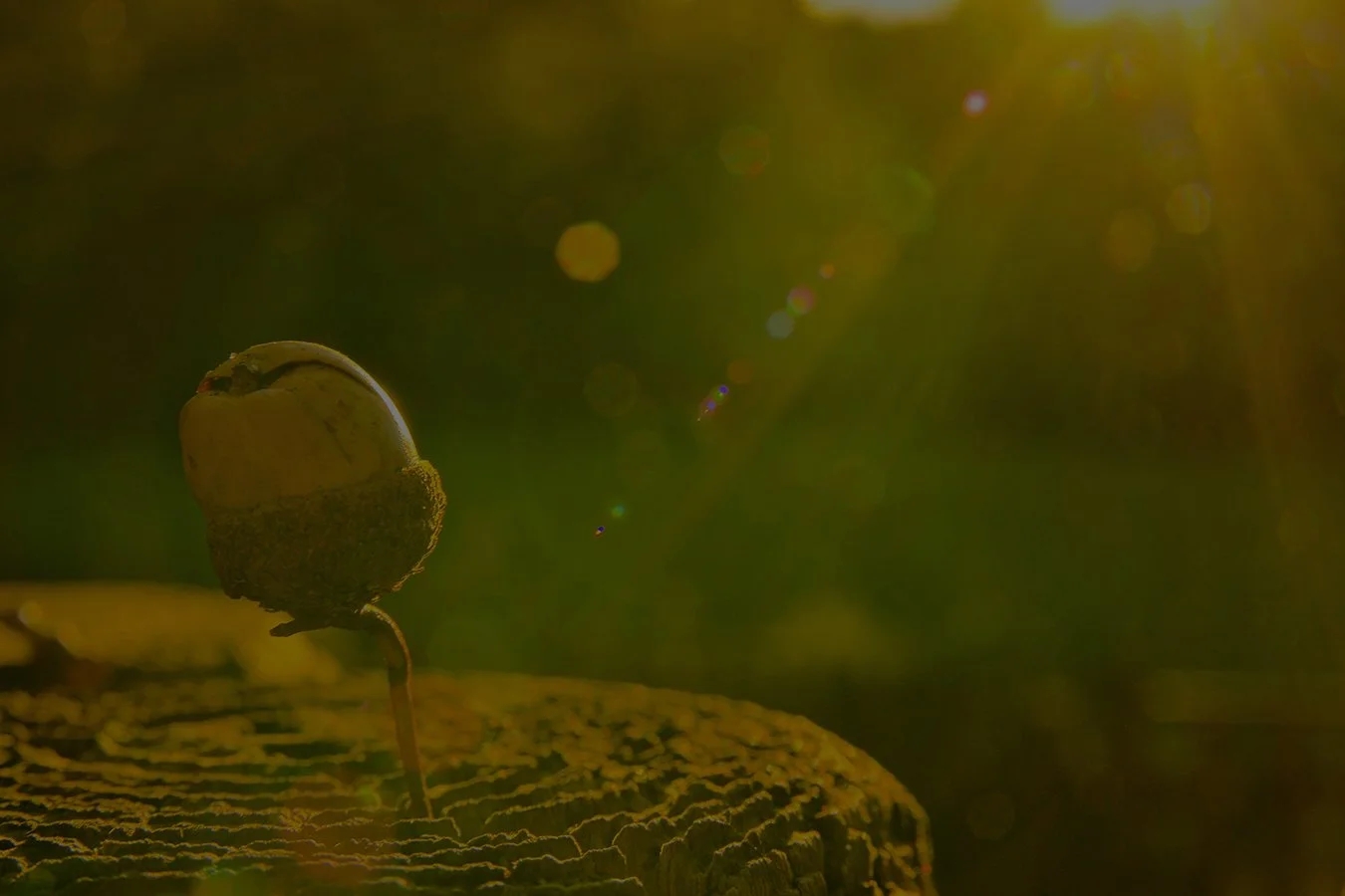 Greg C Dansereau Apply