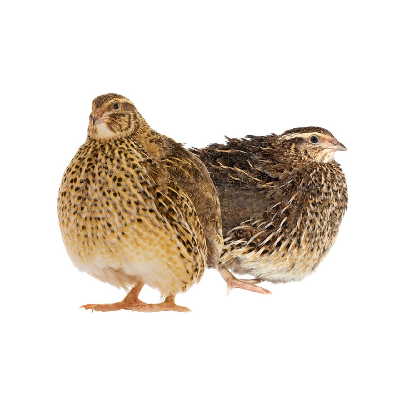 Jumbo_brown_quail.jpeg