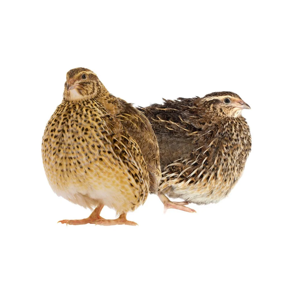 Jumbo Brown Coturnix Quail Hatching Eggs — Judd's Quail