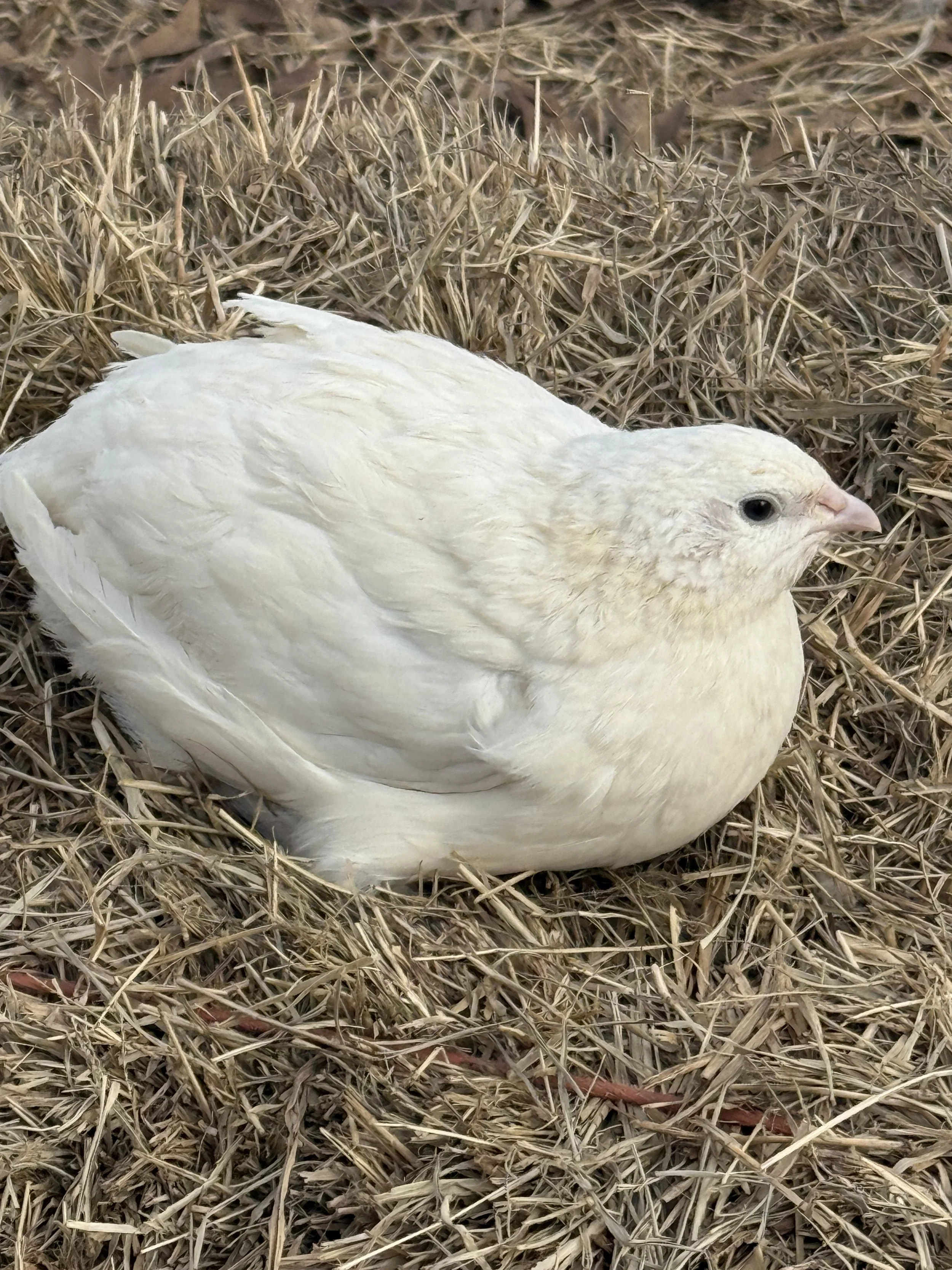 Jumbo_white_coturnix_quail_hatching_eggs.JPG