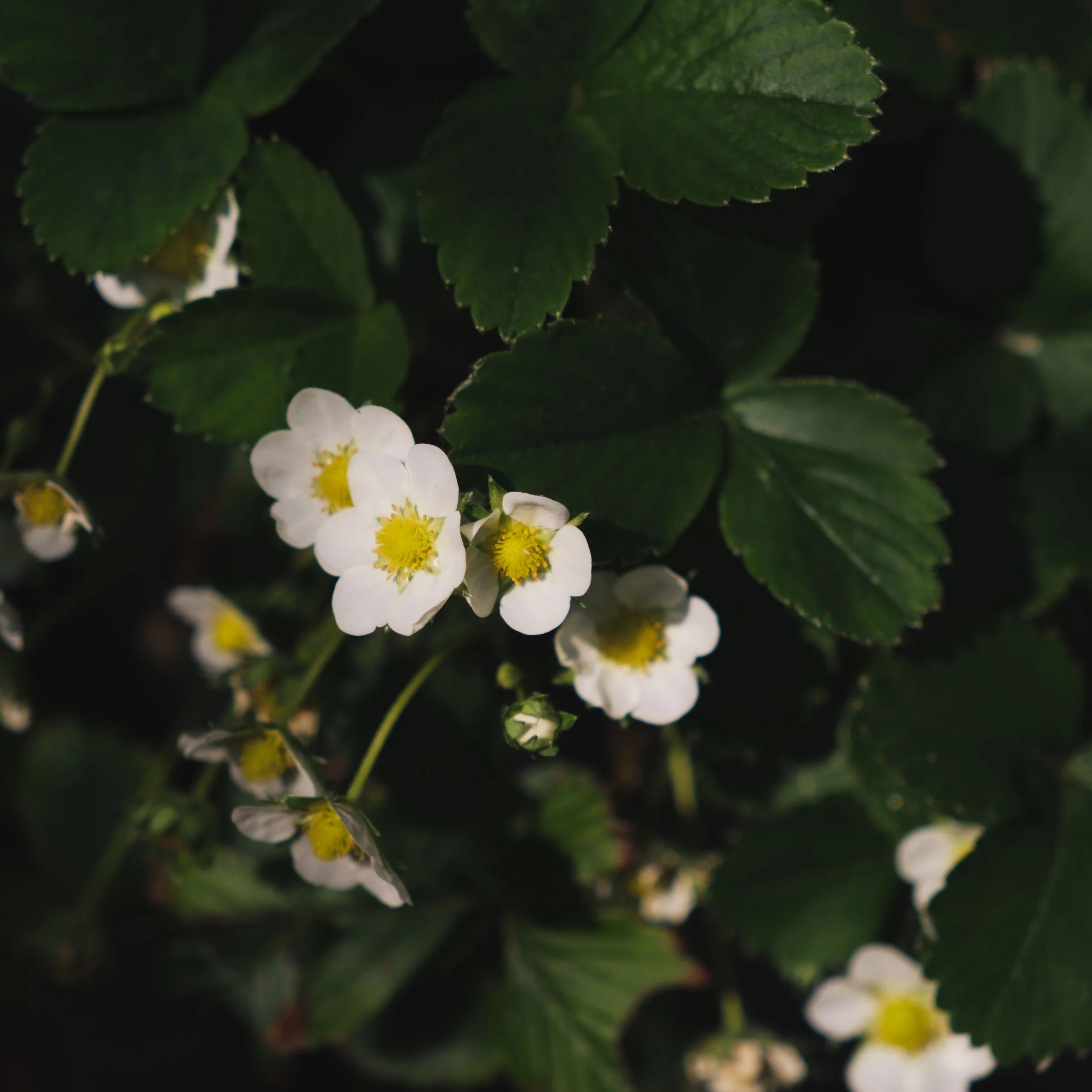 Every day it gets more quiet outside but louder within.

Am I were I am supposed to be? Or is it that ever needing inbetween. A transition of lives. I see you in every version of it.

Healing is happening. It happens slow. Not at the pace I would lik