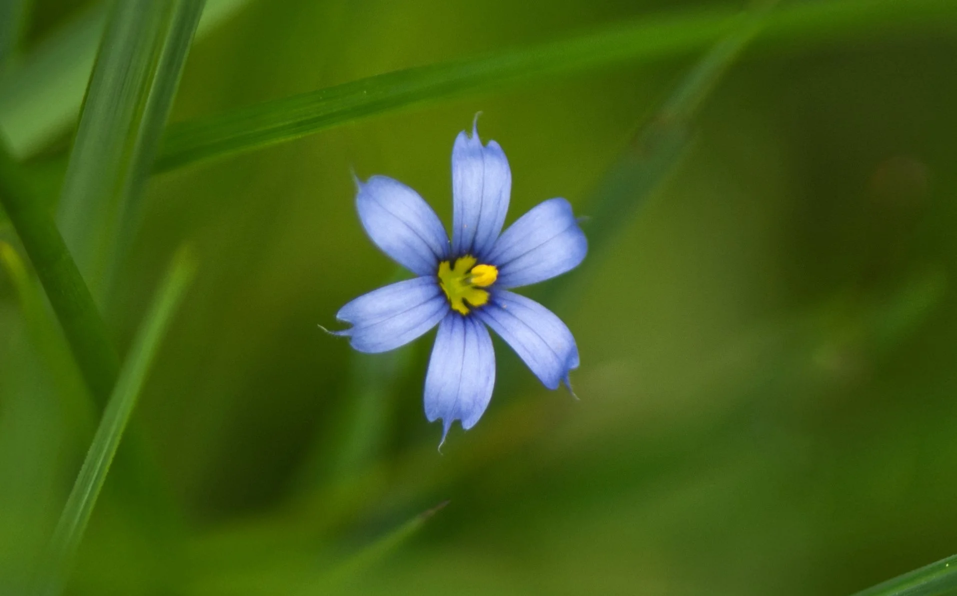 Blue-Eyed Grass 1.jpeg