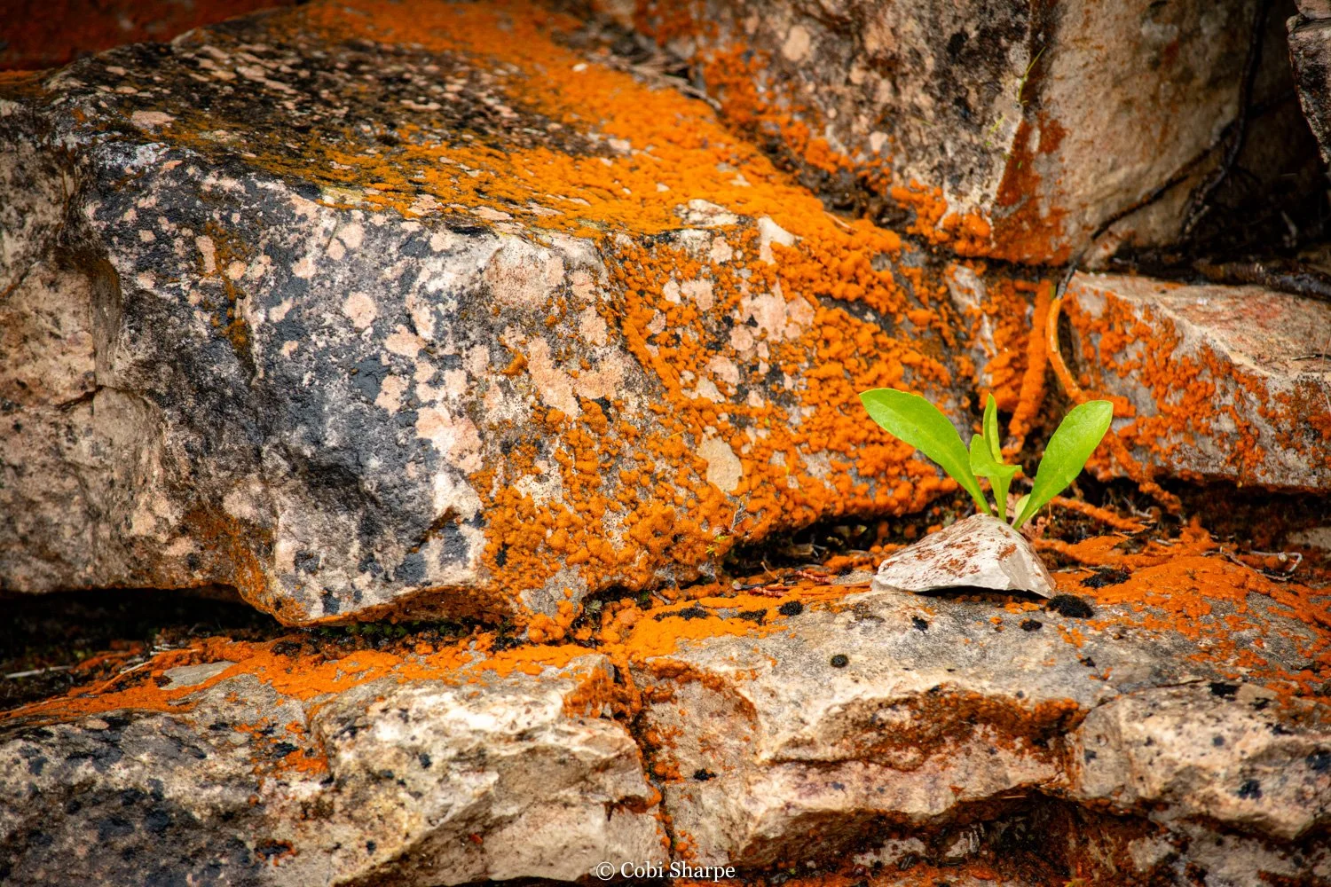 Rock with orange lichen at bruce peninsula national park
