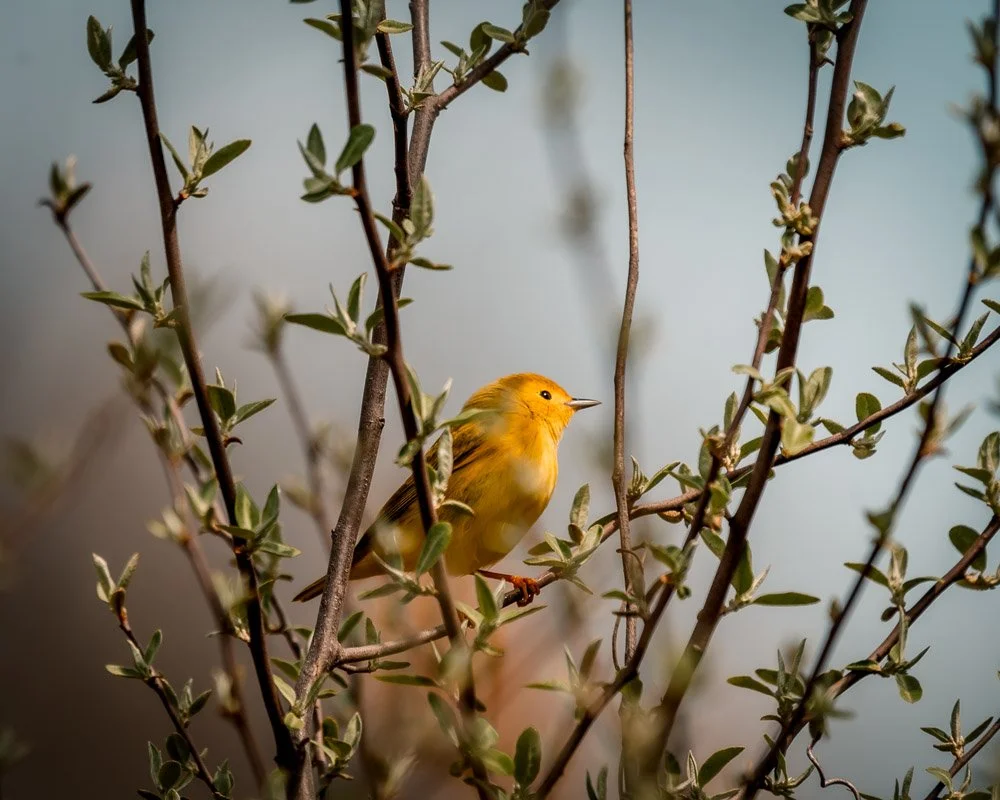 © Alyssa Bardy Photography