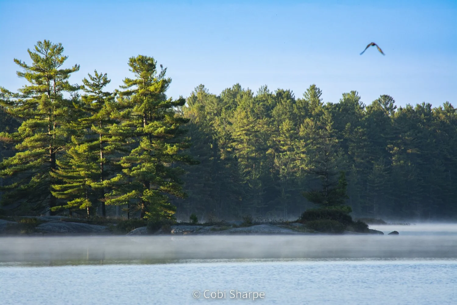 A foggy lake with pine trees along the shore and a bird flying in the sky