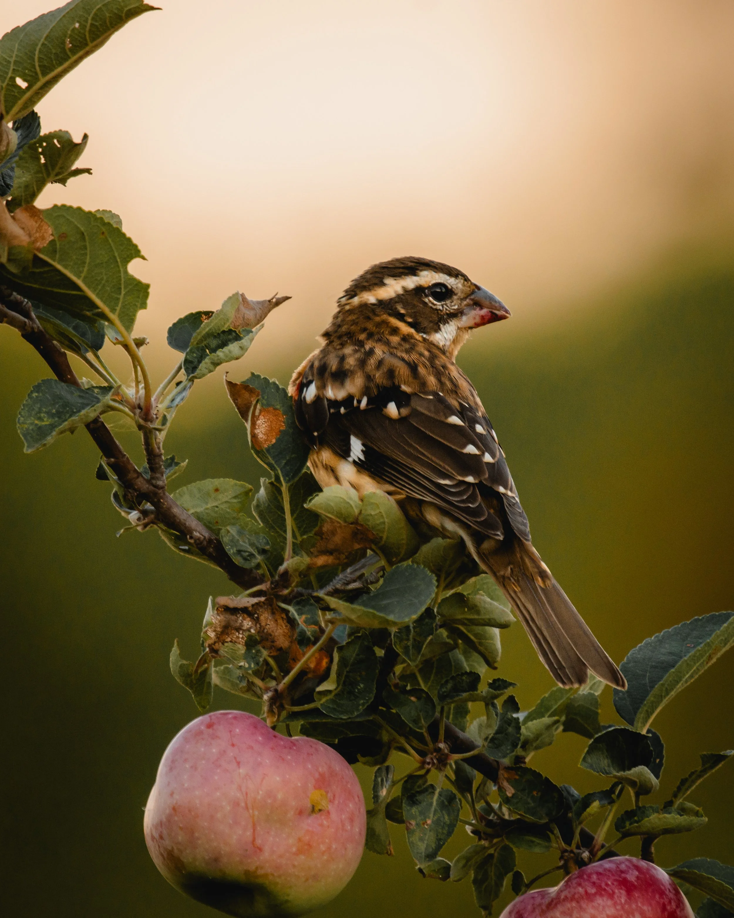 © Alyssa Bardy Photography