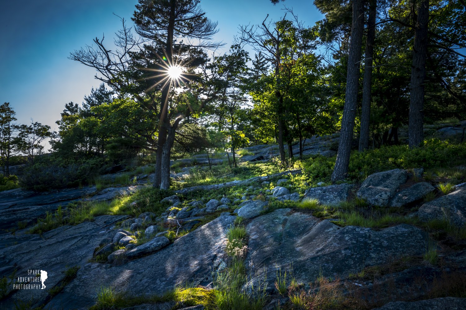 Sun shining through trees on a rocky hillside with greenery, rocks, and a blue sky.